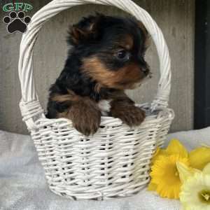 Lucky, Yorkie Puppy