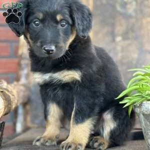 Kristal, English Shepherd Puppy