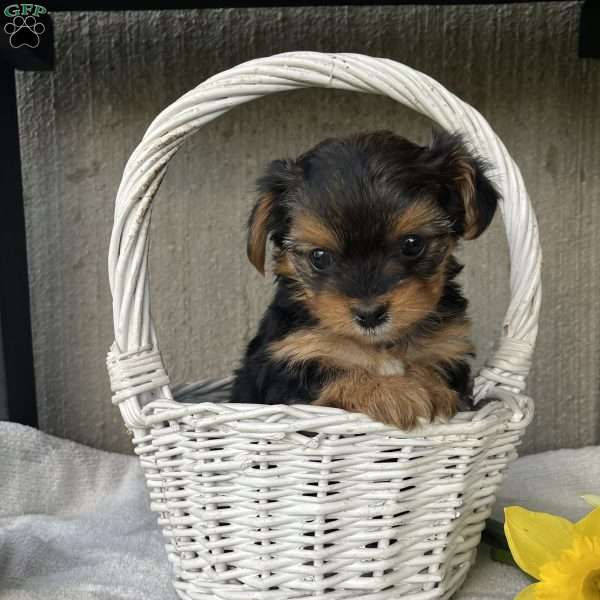 Lilac, Yorkie Puppy