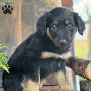Kristal, English Shepherd Puppy