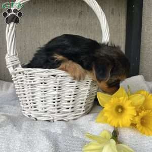 Lilac, Yorkie Puppy