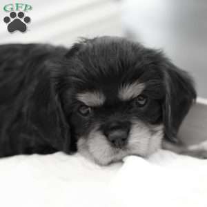 Buster, Cavalier King Charles Spaniel Puppy