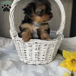 Lilac, Yorkie Puppy