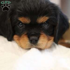Buster, Cavalier King Charles Spaniel Puppy