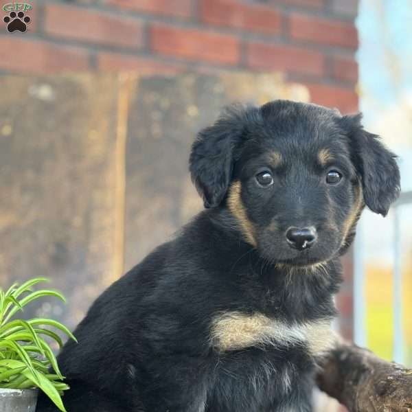 Kristal, English Shepherd Puppy