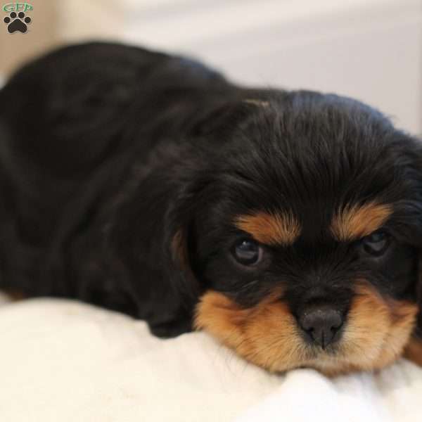 Buster, Cavalier King Charles Spaniel Puppy