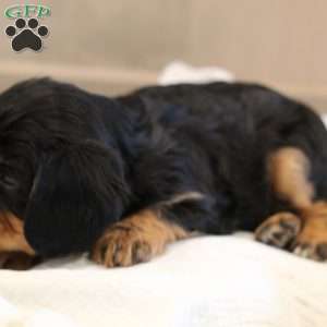 Buster, Cavalier King Charles Spaniel Puppy
