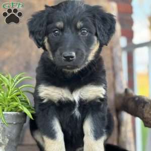 Kit, English Shepherd Puppy