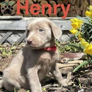 Henry, Silver Labrador Retriever Puppy