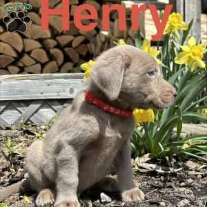 Henry, Silver Labrador Retriever Puppy