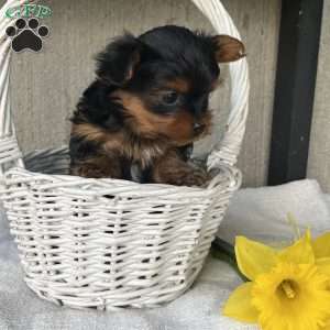 Lily, Yorkie Puppy