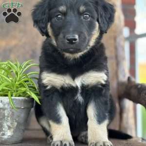 Kit, English Shepherd Puppy