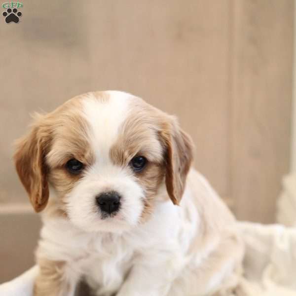 Benji, Cavalier King Charles Spaniel Puppy