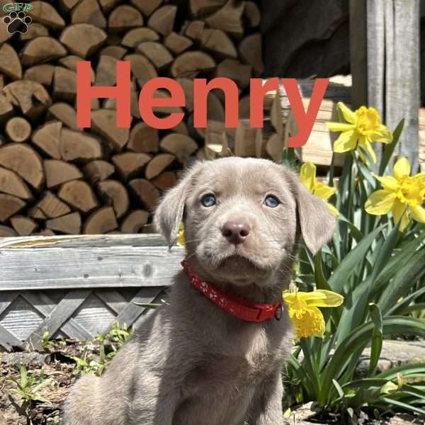 Henry, Silver Labrador Retriever Puppy