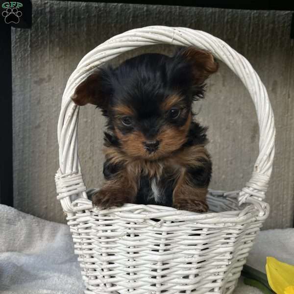 Lily, Yorkie Puppy
