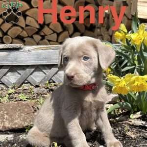 Henry, Silver Labrador Retriever Puppy