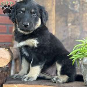 Kit, English Shepherd Puppy