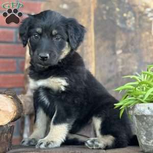 Kit, English Shepherd Puppy