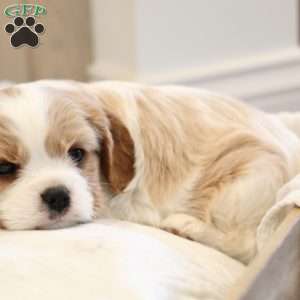 Benji, Cavalier King Charles Spaniel Puppy