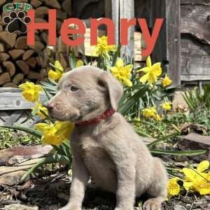 Henry, Silver Labrador Retriever Puppy