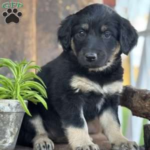 Kit, English Shepherd Puppy