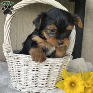 Lavender, Yorkie Puppy