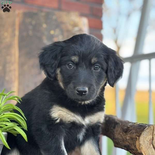 Kit, English Shepherd Puppy