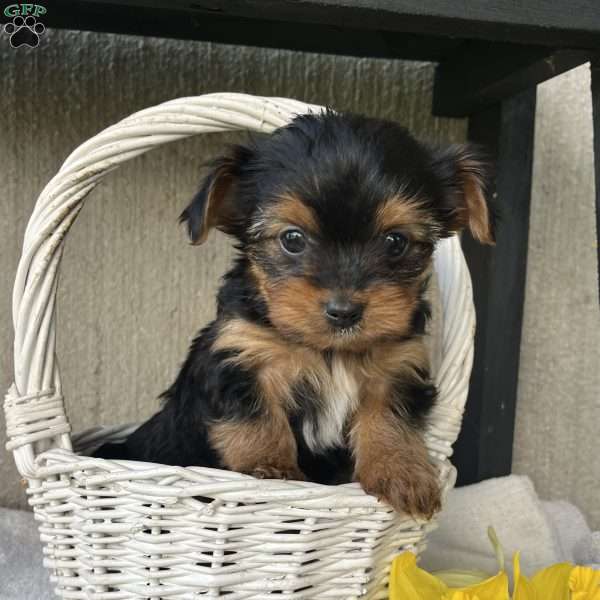 Lavender, Yorkie Puppy