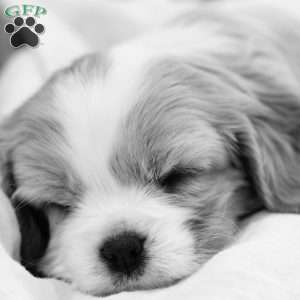 Benji, Cavalier King Charles Spaniel Puppy