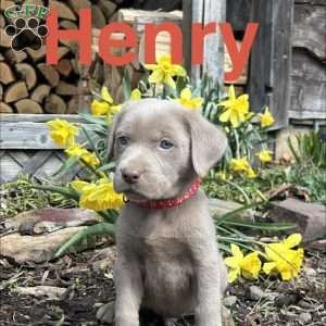 Henry, Silver Labrador Retriever Puppy