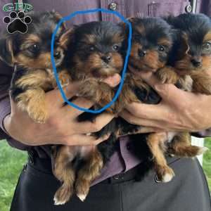 Lucky, Yorkie Puppy