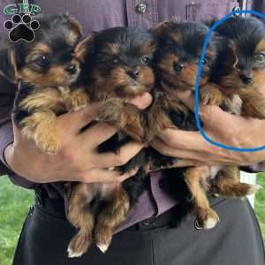 Lavender, Yorkie Puppy