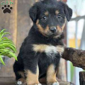 Keisha, English Shepherd Puppy