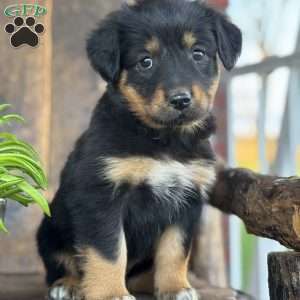 Keisha, English Shepherd Puppy