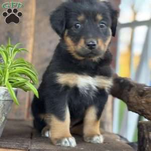 Keisha, English Shepherd Puppy