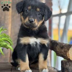 Keisha, English Shepherd Puppy
