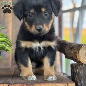 Keisha, English Shepherd Puppy