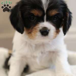 Bruno, Cavalier King Charles Spaniel Puppy