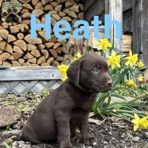 Heath, Chocolate Labrador Retriever Puppy