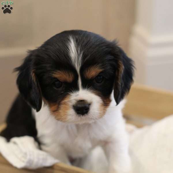 Bruno, Cavalier King Charles Spaniel Puppy