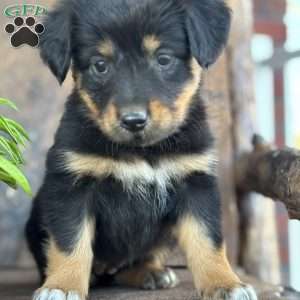 Keisha, English Shepherd Puppy