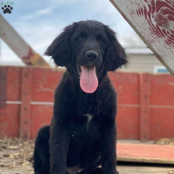 Bear, Bernese Golden Mountain Dog Puppy