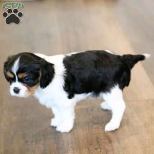 Bruno, Cavalier King Charles Spaniel Puppy