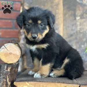 Keisha, English Shepherd Puppy
