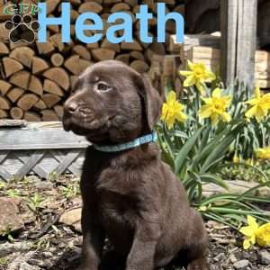 Heath, Chocolate Labrador Retriever Puppy