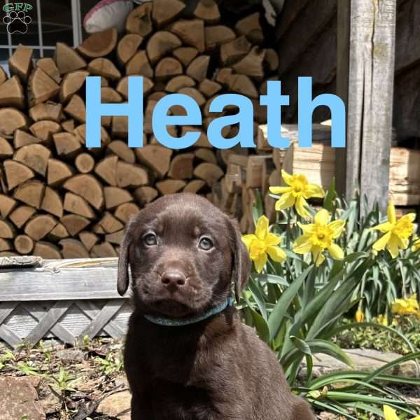 Heath, Chocolate Labrador Retriever Puppy