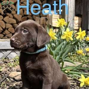 Heath, Chocolate Labrador Retriever Puppy