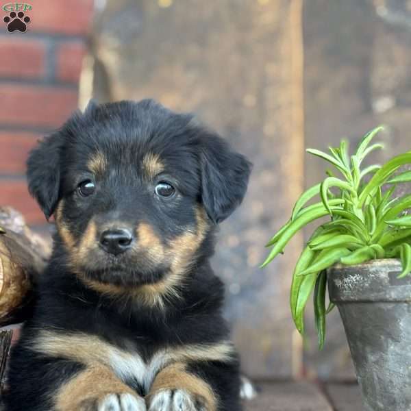 Keisha, English Shepherd Puppy