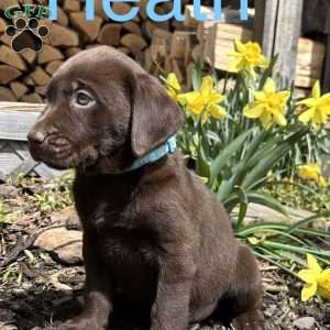 Heath, Chocolate Labrador Retriever Puppy