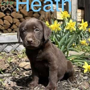 Heath, Chocolate Labrador Retriever Puppy